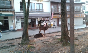 Deer in street in Miyajima